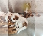 Small Photo #4 Goldendoodle Puppy For Sale in SAN TAN VALLEY, AZ, USA