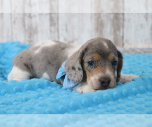 Dachshund Puppy for sale in SHILOH, OH, USA