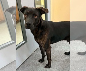 Mutt Dogs for adoption in Low Moor, VA, USA