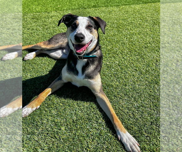 Medium Photo #3 Collie Puppy For Sale in Salinas, CA, USA