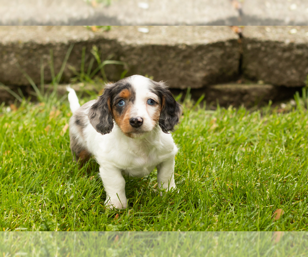 Medium Photo #1 Dachshund Puppy For Sale in BREMEN, IN, USA