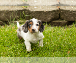 Dachshund Puppy for sale in BREMEN, IN, USA