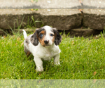 Small Dachshund