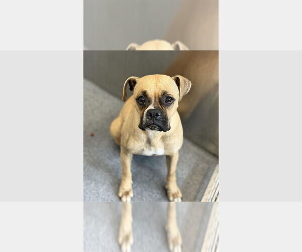 Medium Photo #2 Boxer Puppy For Sale in Austin, TX, USA
