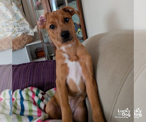 Medium Photo #6 Australian Shepherd-Unknown Mix Puppy For Sale in Washington, DC, USA