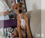 Small #5 Australian Shepherd Mix