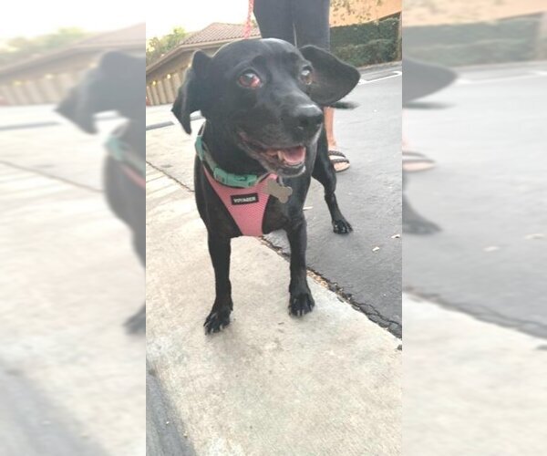 Medium Photo #2 Dachshund-Labrador Retriever Mix Puppy For Sale in Los Angeles, CA, USA