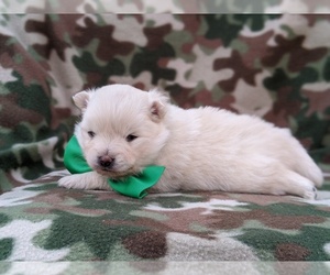 Pomeranian Puppy for sale in CHRISTIANA, PA, USA