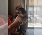 Small #1 Yorkshire Terrier