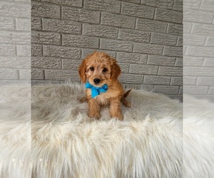 Goldendoodle (Miniature) Puppy for sale in INDIANAPOLIS, IN, USA