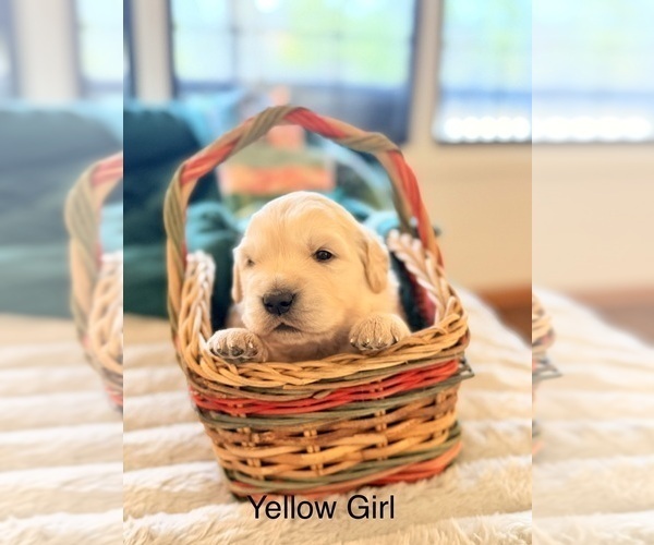 Medium Photo #9 Golden Retriever Puppy For Sale in CHIPPEWA FALLS, WI, USA