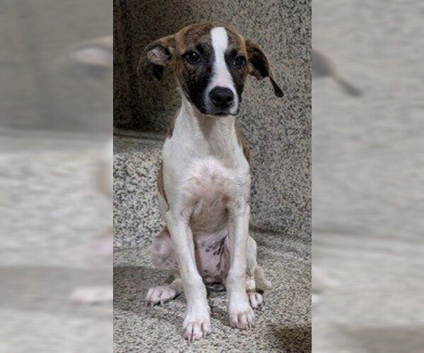 Medium Photo #2 Plott Hound-Unknown Mix Puppy For Sale in Canton, CT, USA