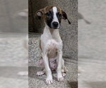Small #1 Plott Hound Mix