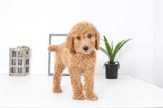 Goldendoodle Puppy for sale in NAPLES, FL, USA