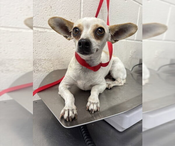 Medium Photo #1 Chihuahua Puppy For Sale in San Bernardino, CA, USA