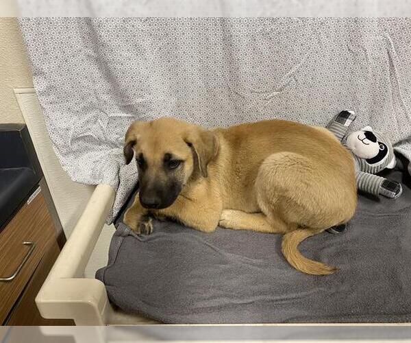 Medium Photo #1 German Shepherd Dog Puppy For Sale in Modesto, CA, USA