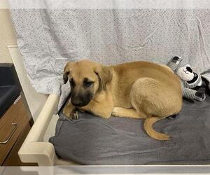 German Shepherd Dog Dogs for adoption in Modesto, CA, USA