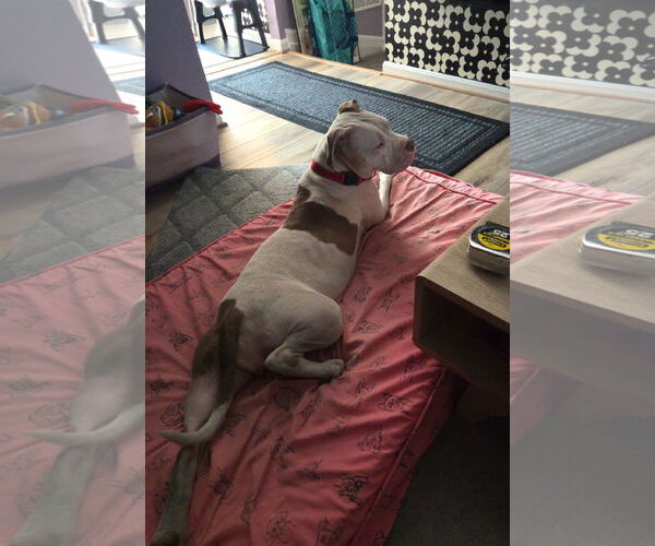 Medium Photo #7 American Staffordshire Terrier-Boxer Mix Puppy For Sale in Arlington, VA, USA
