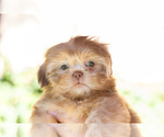 Small Photo #12 Shih Tzu Puppy For Sale in OAKLEY, CA, USA