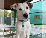 Lexi Dee - Female Retriever -Unknown Mix Dog for Adoption - Small photo