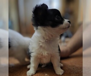 Chihuahua Puppy for sale in DANVILLE, IL, USA