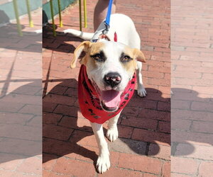 Labrador Retriever-Unknown Mix Dogs for adoption in Wakefield, RI, USA