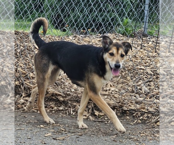 Medium Photo #2 Mutt Puppy For Sale in Bloomingdale, NJ, USA