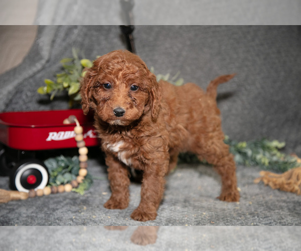 Medium Photo #2 Poodle (Miniature) Puppy For Sale in WOLCOTTVILLE, IN, USA