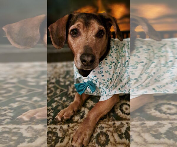 Medium Photo #3 Mutt Puppy For Sale in Shelburne, VT, USA