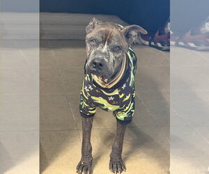 Beans - Male Mutt Dog for Adoption - Photo #5