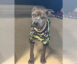 Small #4 Mutt