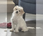 Small #1 Maltese