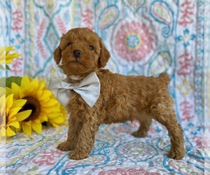 Goldendoodle (Miniature) Puppy for sale in LANCASTER, PA, USA