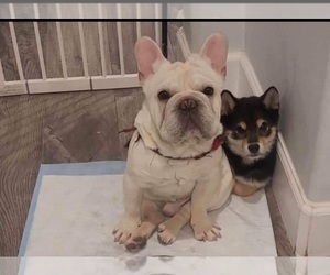 French Bulldog Puppy for sale in EASTVALE, CA, USA