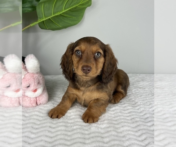 Medium Photo #2 Dachshund Puppy For Sale in FRANKLIN, IN, USA