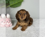 Small Photo #2 Dachshund Puppy For Sale in FRANKLIN, IN, USA