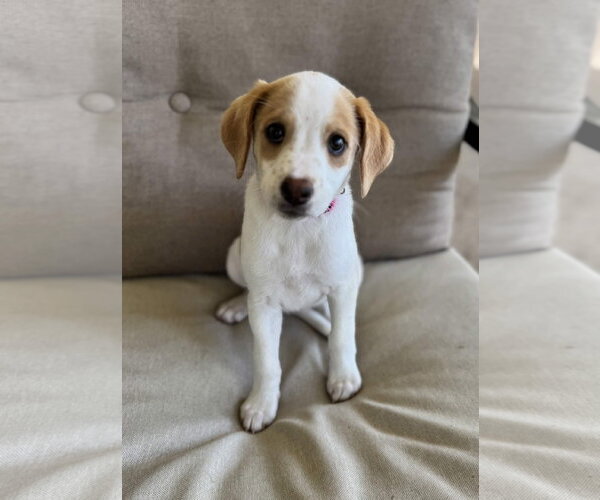 Medium Photo #5 Beagle-Colonial Cocker Spaniel Mix Puppy For Sale in Fort Worth, TX, USA