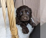 Puppy Tirsa Cockapoo