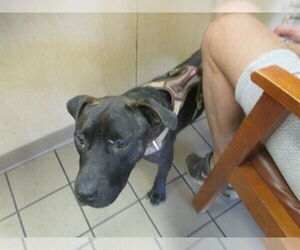 American Staffordshire Terrier-Unknown Mix Dogs for adoption in Ocala, FL, USA