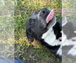 Small #8 Border Collie Mix