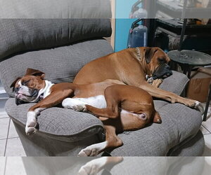 Chance III - Male Boxer Dog for Adoption - Photo #2