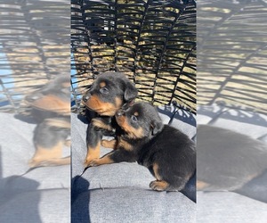 Rottweiler Puppy for Sale in ADRIAN, Missouri USA