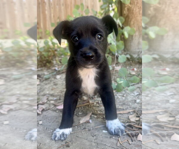 Medium Photo #3 Australian Kelpie-Unknown Mix Puppy For Sale in Marina Del Rey, CA, USA