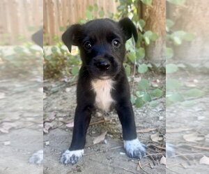Hercules - Male Australian Kelpie-Unknown Mix Dog for Adoption - Photo #3