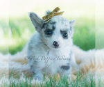 Small Photo #70 Chihuahua Puppy For Sale in WARSAW, IN, USA