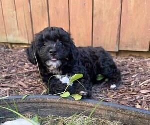 Poochon Puppy for Sale in BALTIMORE, Maryland USA