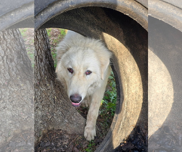 Medium Photo #3 Great Pyrenees Puppy For Sale in Bend, OR, USA