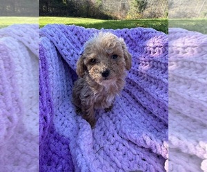 Goldendoodle Puppy for sale in EAST SPARTA, OH, USA
