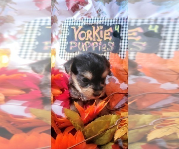 Medium Photo #82 Yorkshire Terrier Puppy For Sale in AKRON, OH, USA