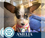 Small #2 Chihuahua Mix